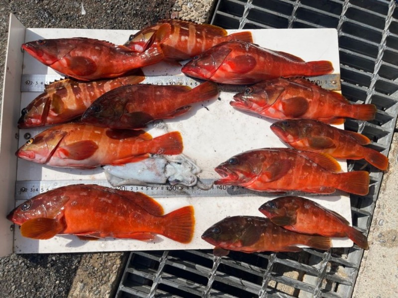 10月 12日の釣果情報です。